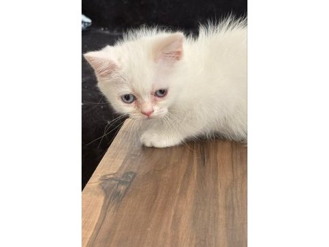 Güzeller güzeli british shorthair dişi