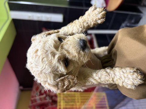 Toy poodle köpekleri