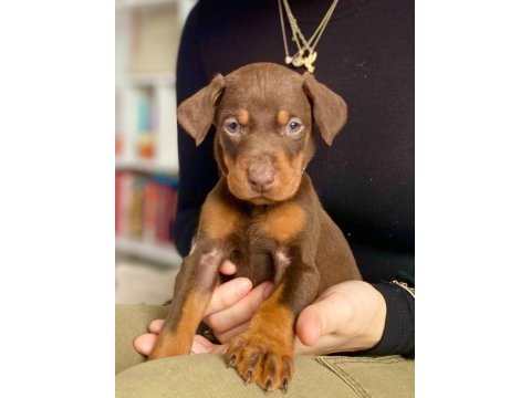 2 aylık saf dobermanlar kızıl siyah
