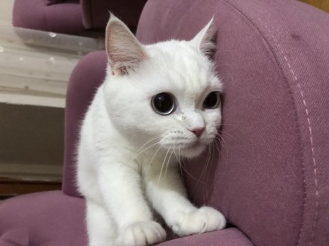 British shorthair 1 yaşında dişi