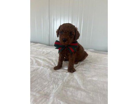 Baldan tatlı poodle köpeğimiz