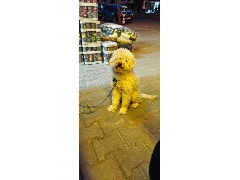 Yetişkin poodle