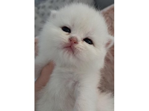 Silver ns11 dişi full şecereli british shorthair