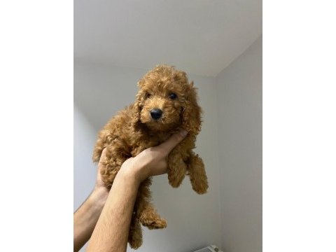 2 dişi yavru toy poodle sahiplendiriyoruz