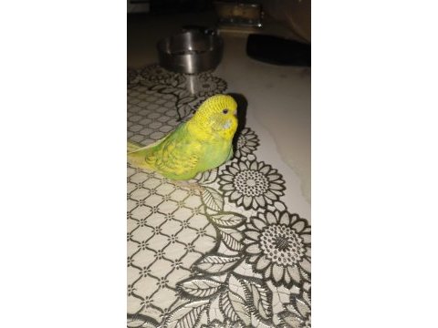 Sağlıklı yavru jumbo muhabbet kuşu yavrular erkek