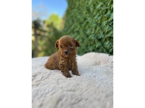 Toy poodle bebekler üst kalite
