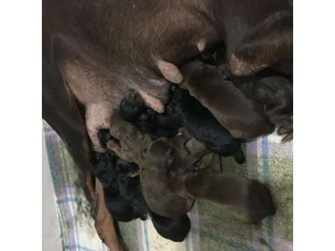 Doberman yavrusu