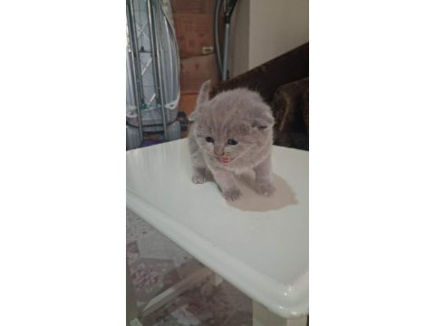 British shorthair gri bebeklerimiz