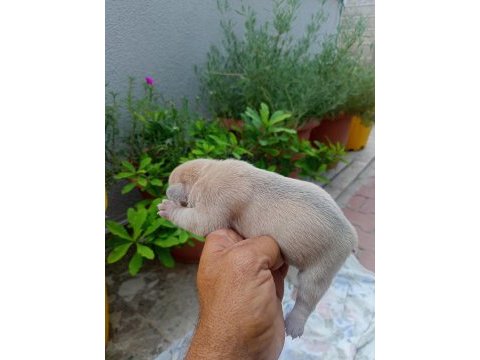 Egzotic fransız bulldog