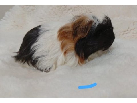 Guinea pig bebekler