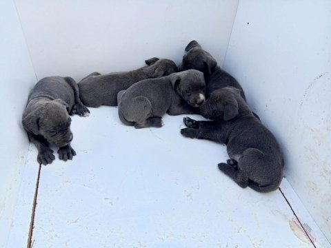 Blue dişi cane corso yavrular
