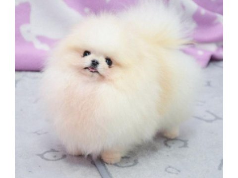 Kar beyaz dişi pomeranian