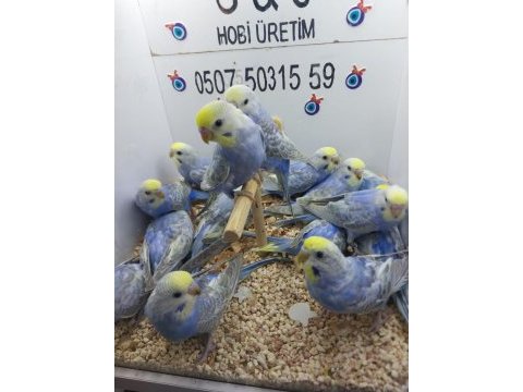 Yavru muhabbet kuşlarımız