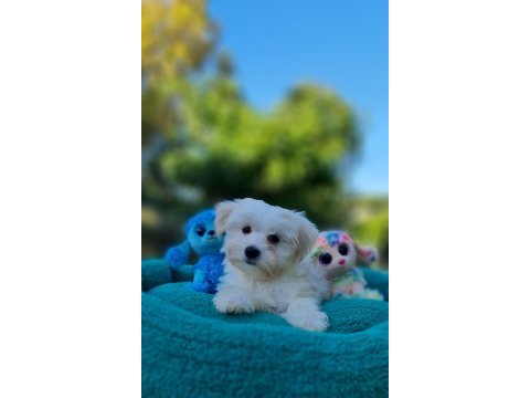 Minik morkie yavrularımız