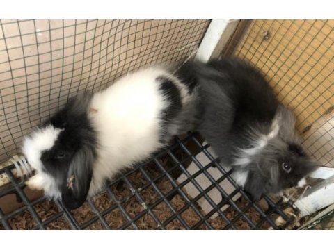 Hollanda teddy lop tavşanı yavruları