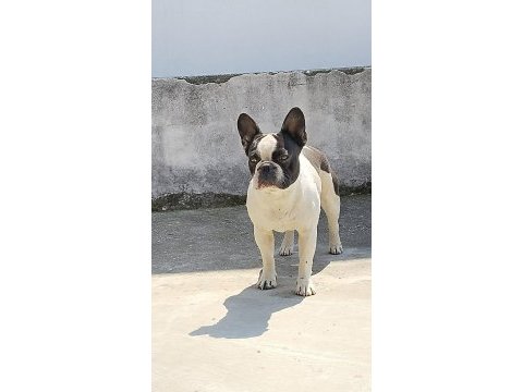 1 yaşında bulldog tüm aşıları mevcuttur