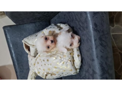 2 aylık dişi ve erkek köpekler
