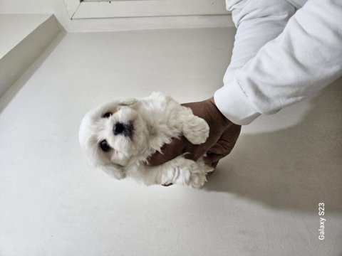 0 numara maltese terrier bebekler