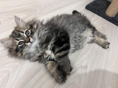 2 aylık british erkek longhair