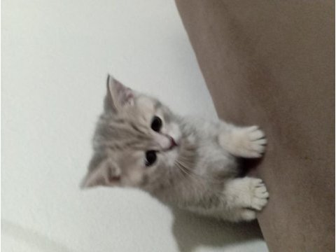 Yavru scottish fold kedimiz uyguna verilecek
