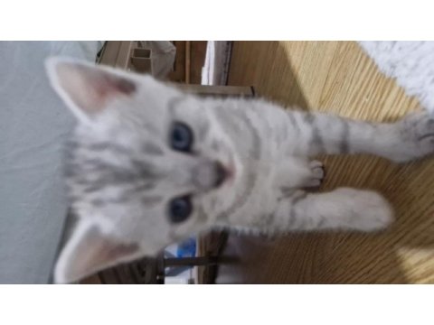 Bursa yavru british shorthair kedimiz
