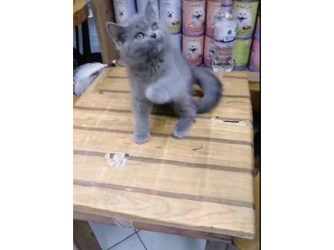 British shorthair yavrularımız ırk ve sağlık garantili