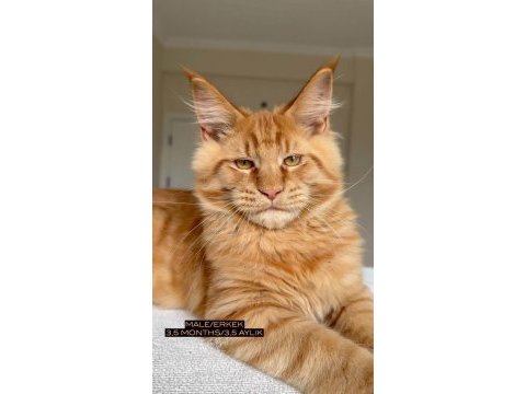 Her ile teslim renk renk xxl şampiyon maine coon yavruları