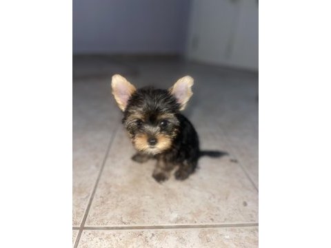 Wc eğitimli safkan yorkshire terrier bebekler