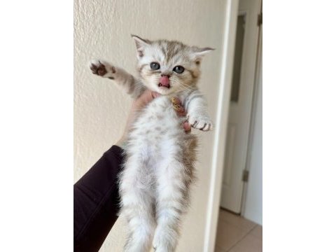 45 günlük çok enerjik yavru kediler