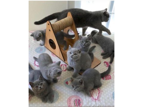 British shorthair blue bebekler