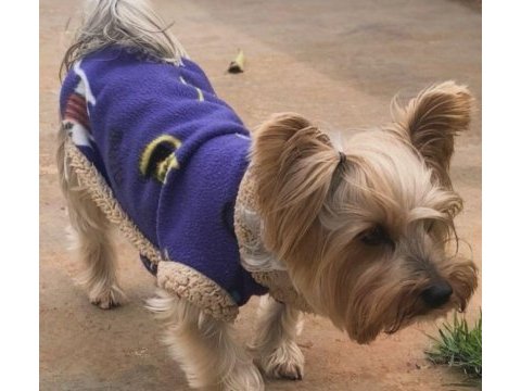 Tuvalet eğitimli full aşılı köpeğimiz