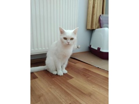Uygun puanlı sahiplendirme kedimiz