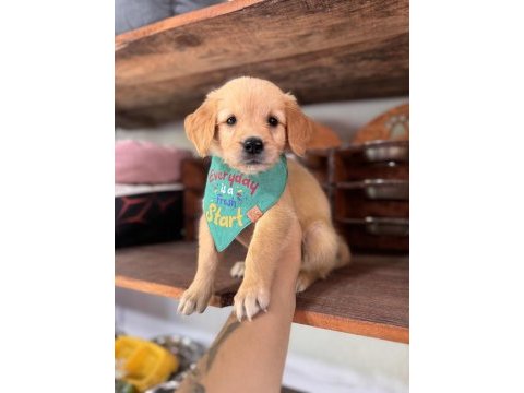 Her ailenin hayali golden retriever bebekleri