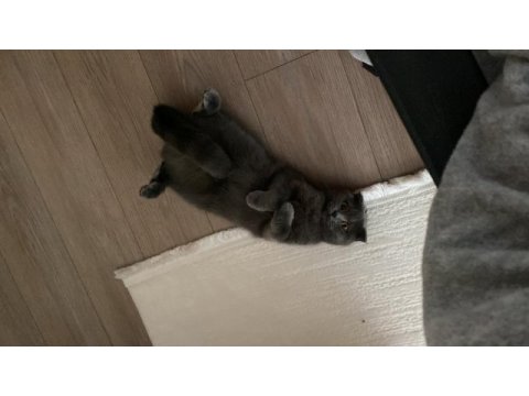 British shorthair mazluma yuva