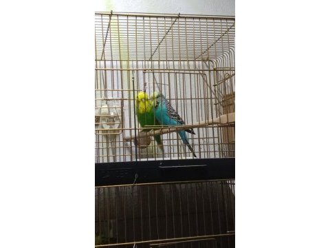 Jumbo çift muhabbet kuşu