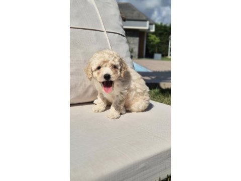 Akıllı ve tüy dökmeyen karakteriyle maltipoo yavrusu