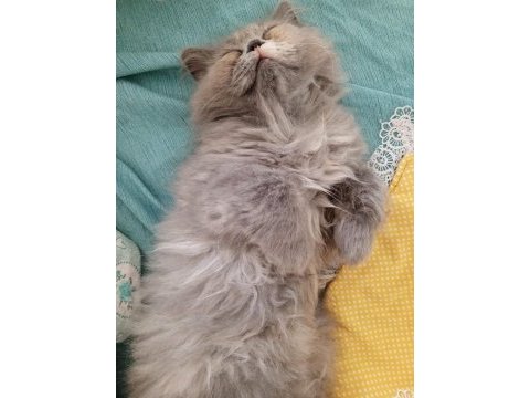 3 aylık british longhair yavrumuzu sahiplendiriyoruz