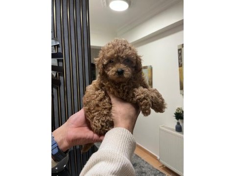 Safkan toy poodle