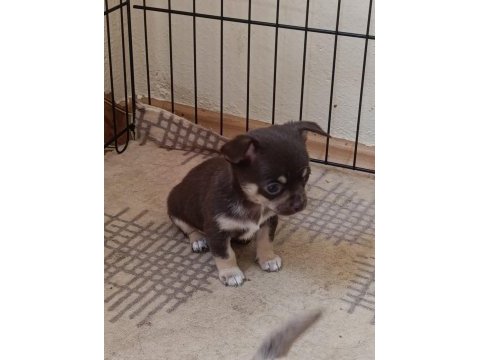 Mini chihuahua ( şivava ) yavrularımız 