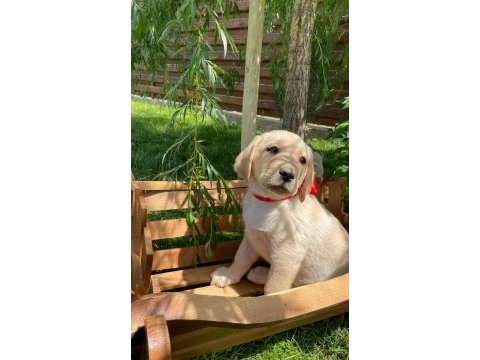 Safkan golden retriever bebekler
