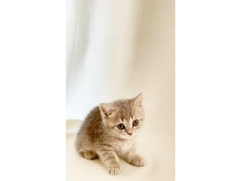 Sessiz ve tatlı sevgi dolu gri british shorthair