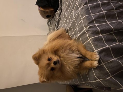 Köpeğimiz yoda yeni yuvasını arıyor