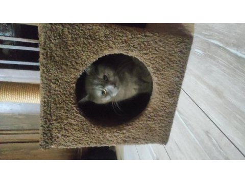 Çok çok sakin sevimli heram british shorthair