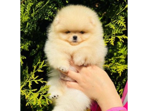 Pomeranian boo garantili yavrular