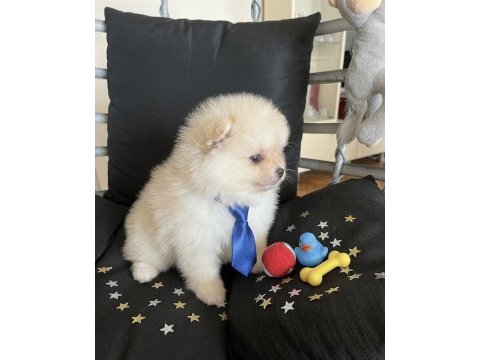 Pomeranian boo bebek köpekler