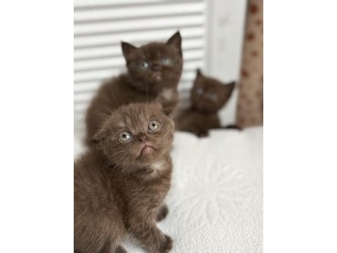 Çikolata british shorthair yavru