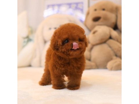 Wc eğitimli super zeki toy poodle bebeklerimiz
