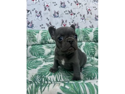 French bulldog a kalite