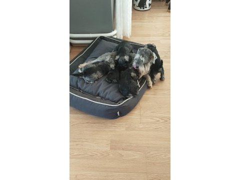 Schnauzer yavrular