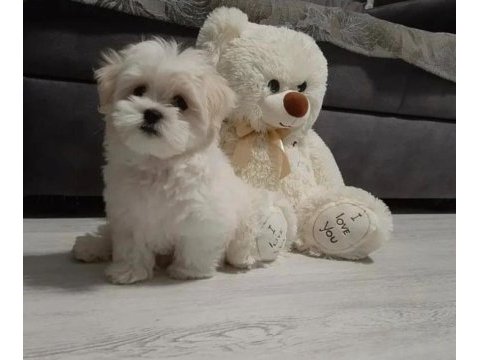 0 numara kore maltese